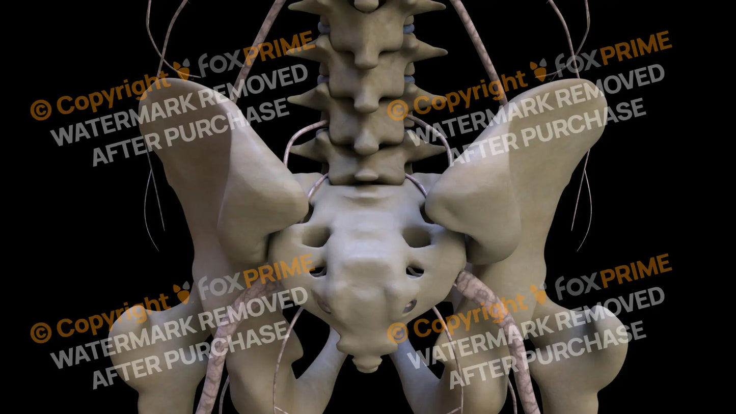 Nervous System Nerves Lumbosacral Plexus 2 Still Shot
