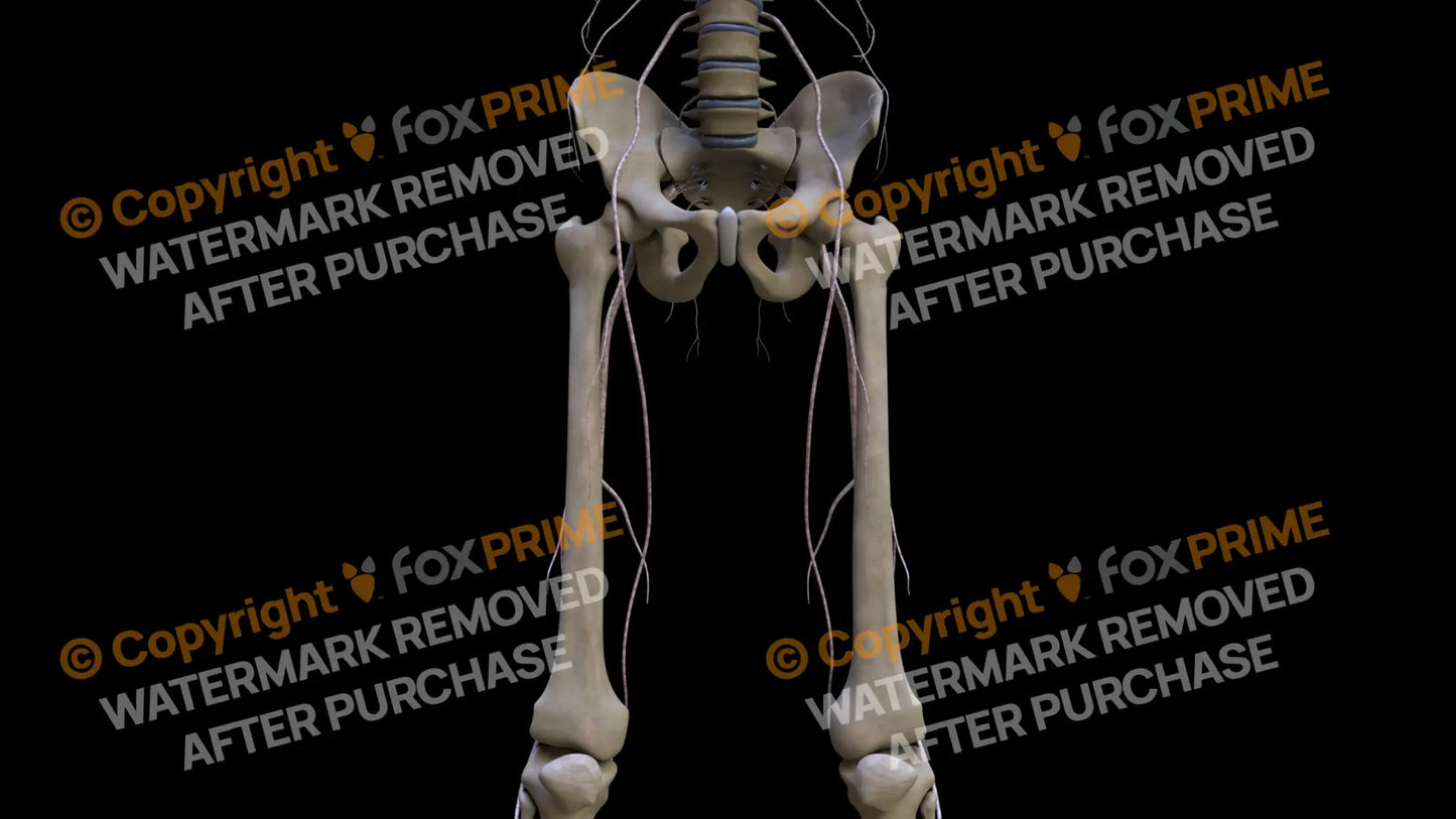 Nervous System Nerves Lumbosacral Plexus 3 Still Shot
