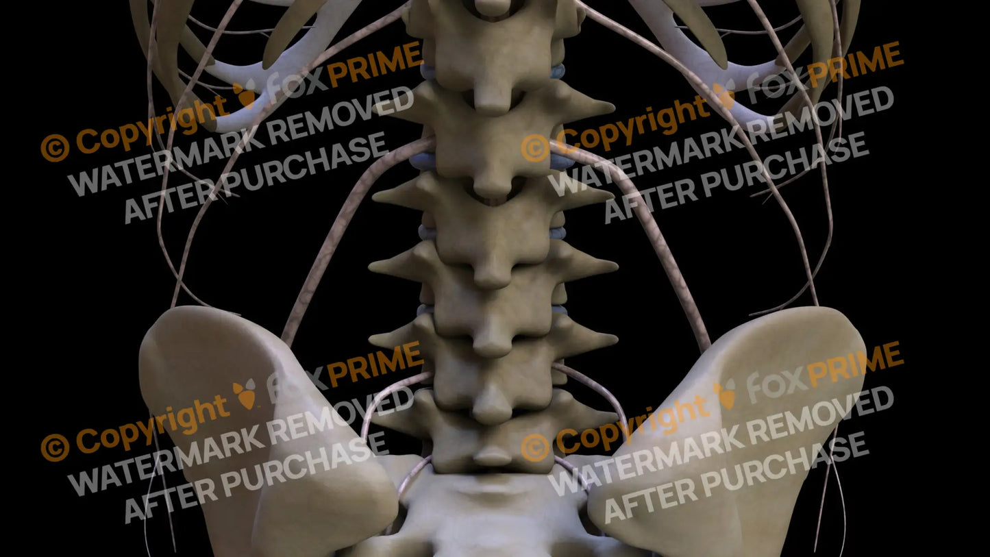Nervous System Nerves Lumbosacral Plexus 30 Still Shot