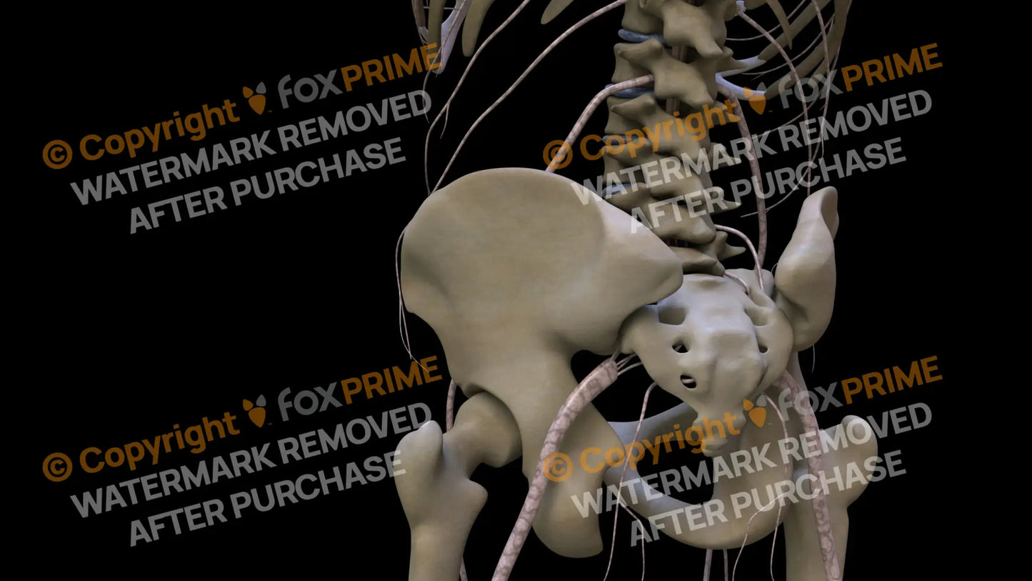 Nervous System Nerves Lumbosacral Plexus Left 1 Still Shot