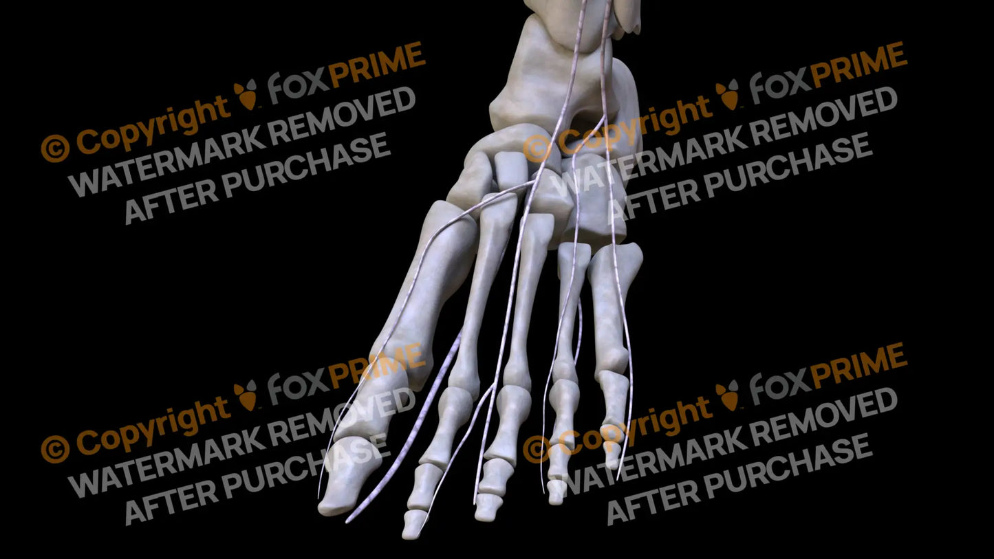 Nervous System Nerves Lumbosacral Plexus Left 11 Still Shot