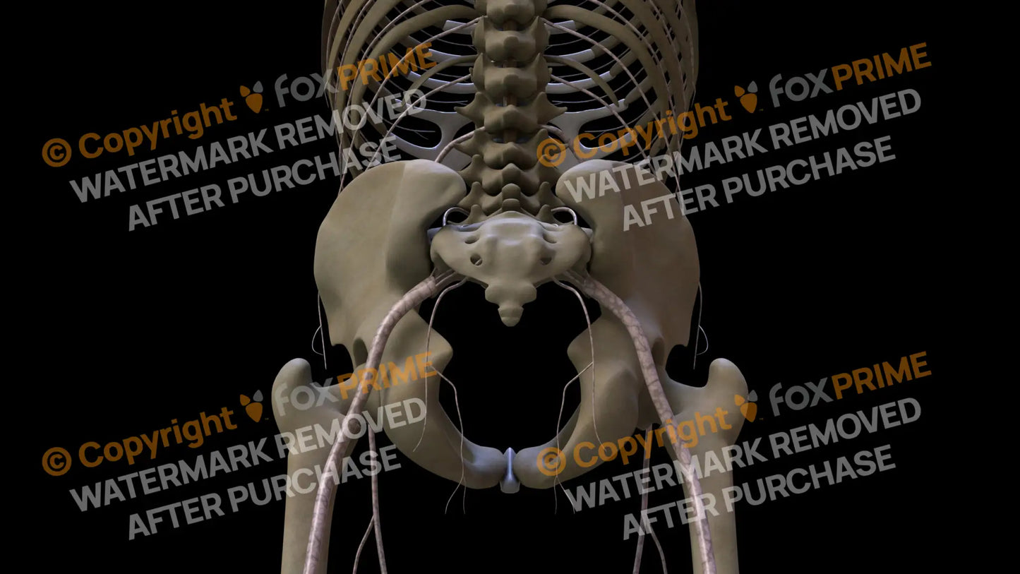 Nervous System Nerves Lumbosacral Plexus Left 15 Still Shot