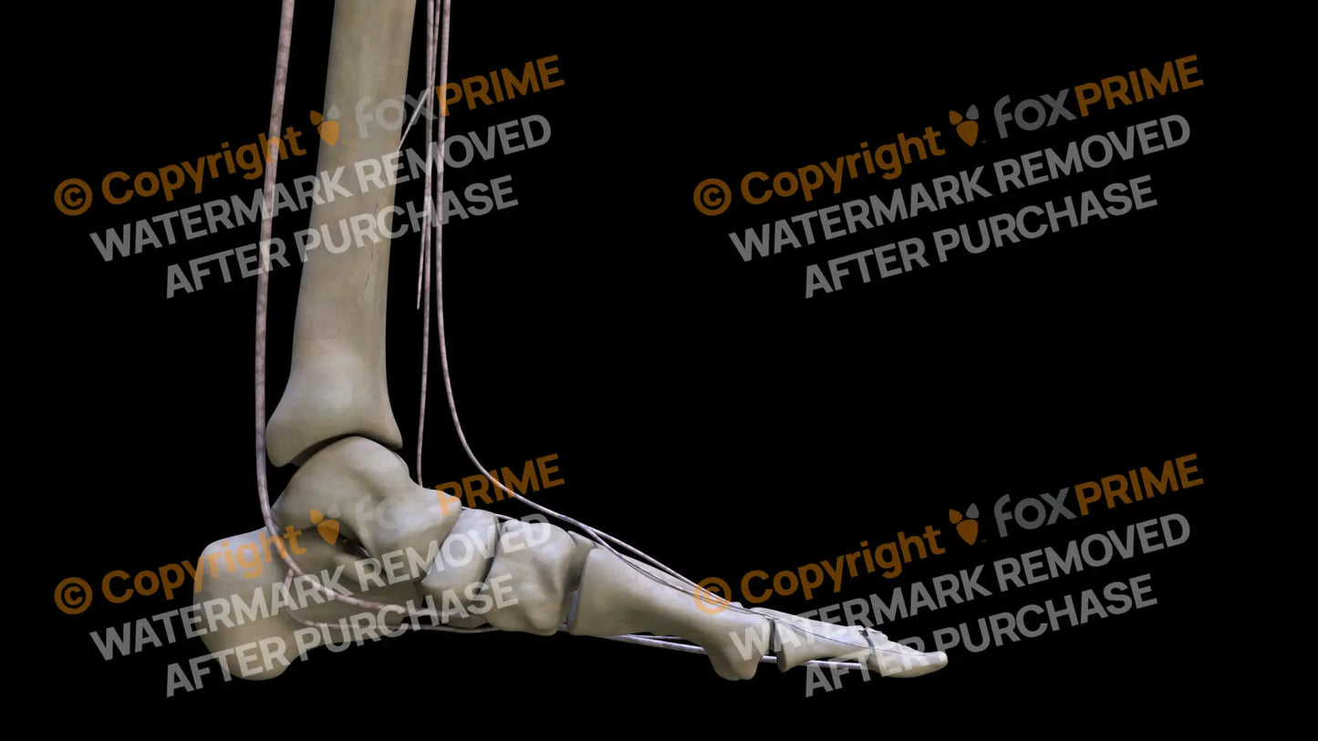 Nervous System Nerves Lumbosacral Plexus Left 18 Still Shot