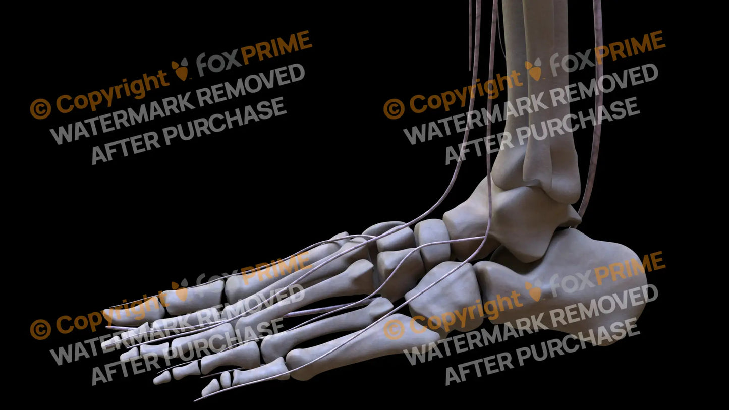 Nervous System Nerves Lumbosacral Plexus Left 19 Still Shot
