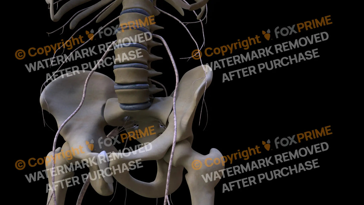 Nervous System Nerves Lumbosacral Plexus Left 2 Still Shot