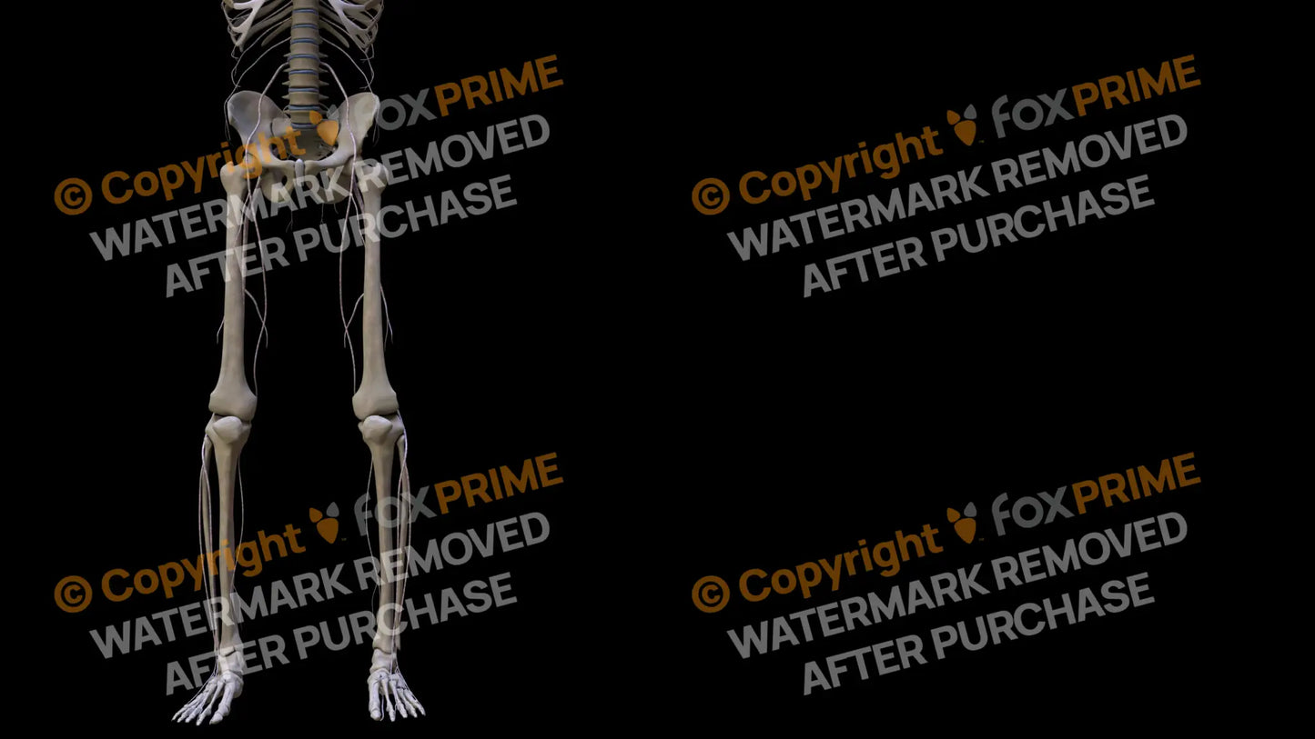 Nervous System Nerves Lumbosacral Plexus Left 21 Still Shot