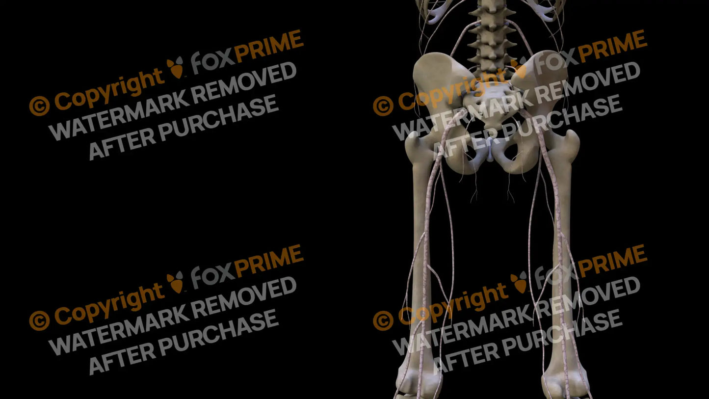 Nervous System Nerves Lumbosacral Plexus Left 26 Still Shot