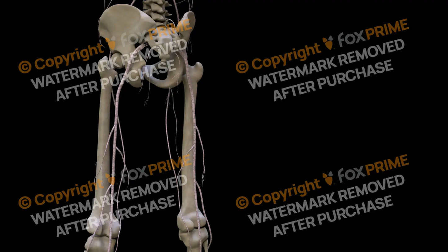 Nervous System Nerves Lumbosacral Plexus Left 4 Still Shot