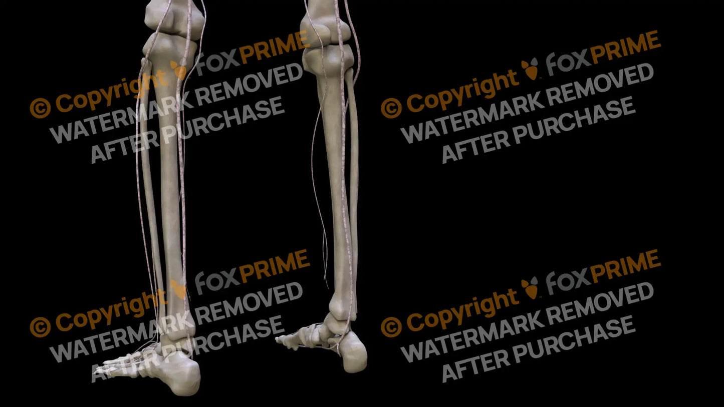 Nervous System Nerves Lumbosacral Plexus Left 6 Still Shot
