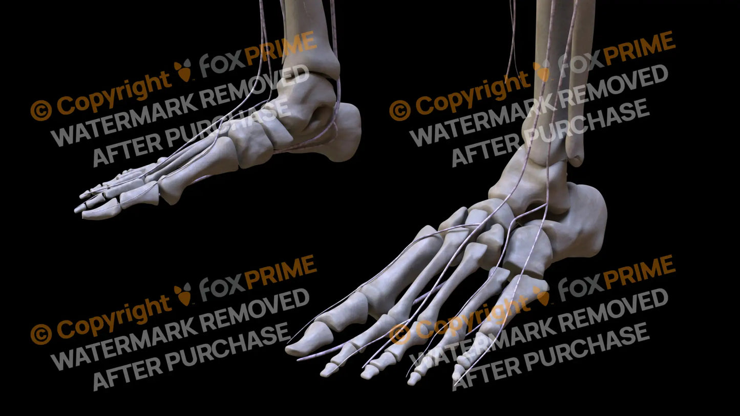 Nervous System Nerves Lumbosacral Plexus Left 7 Still Shot