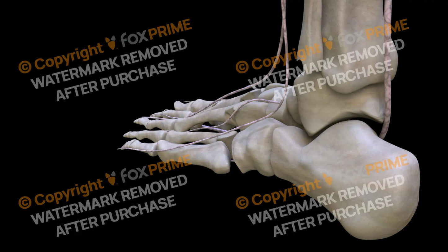 Nervous System Nerves Lumbosacral Plexus Left 9 Still Shot