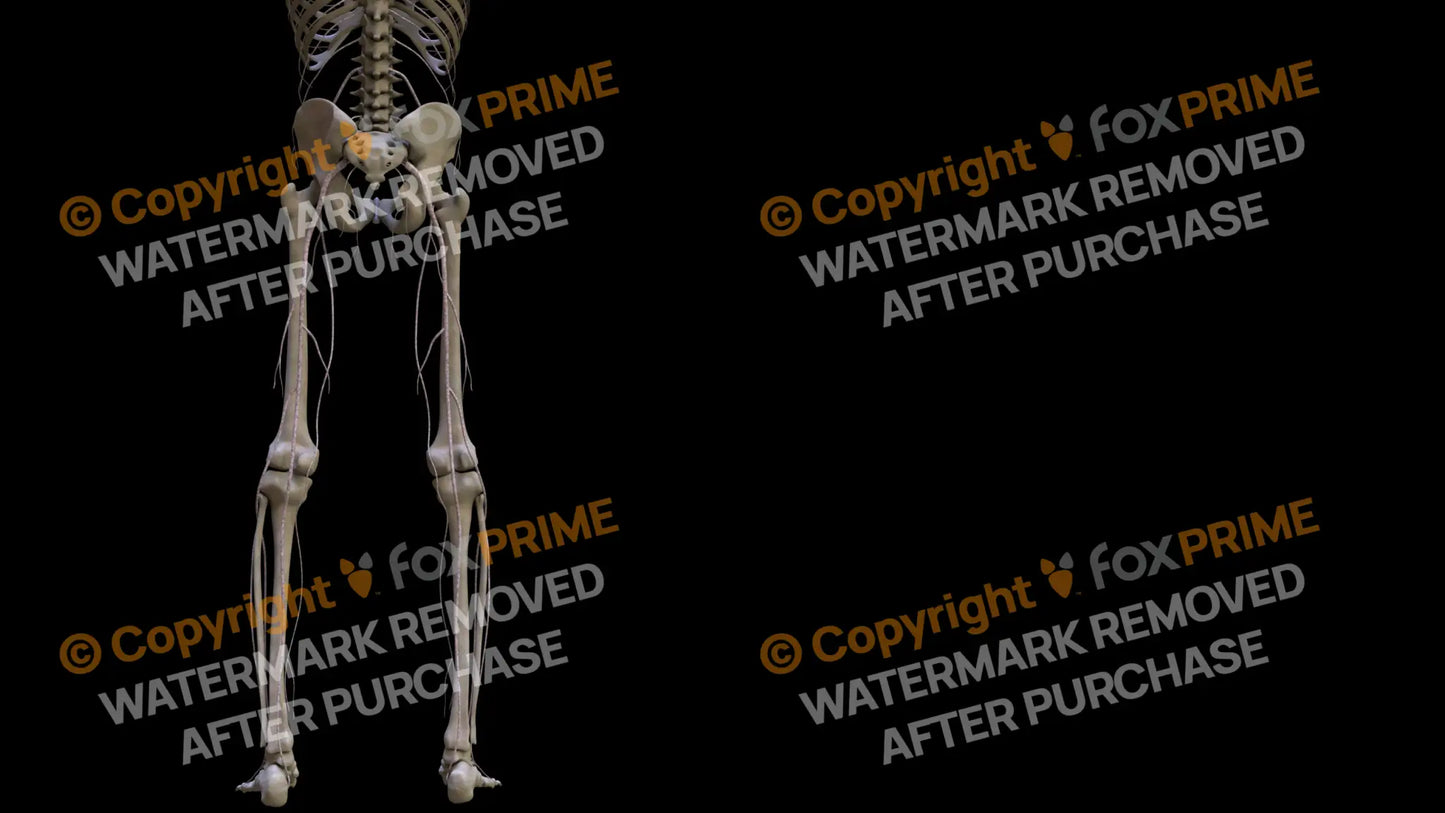 Nervous System Nerves Lumbosacral Plexus Right 15 Still Shot