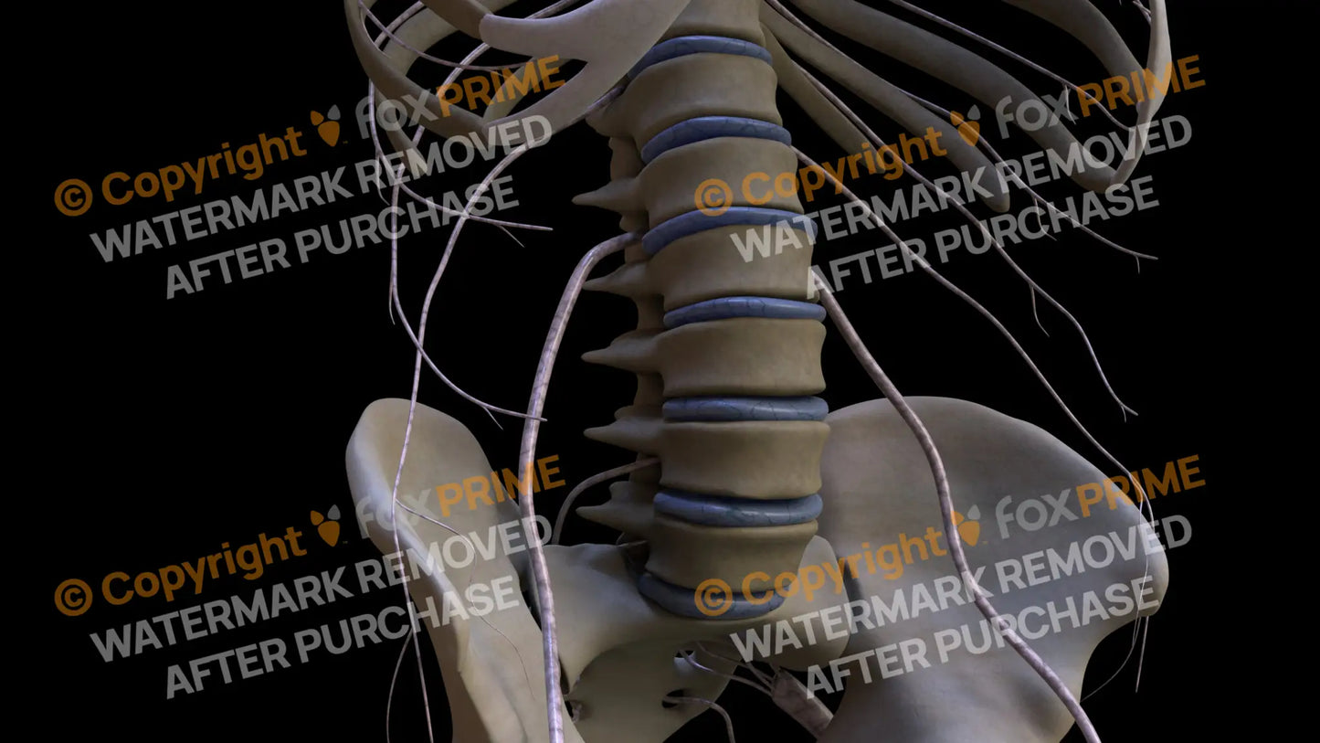 Nervous System Nerves Lumbosacral Plexus Right 16 Still Shot