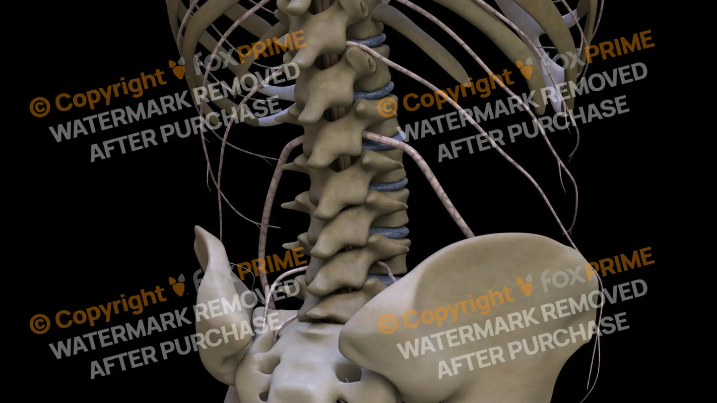 Nervous System Nerves Lumbosacral Plexus Right 17 Still Shot