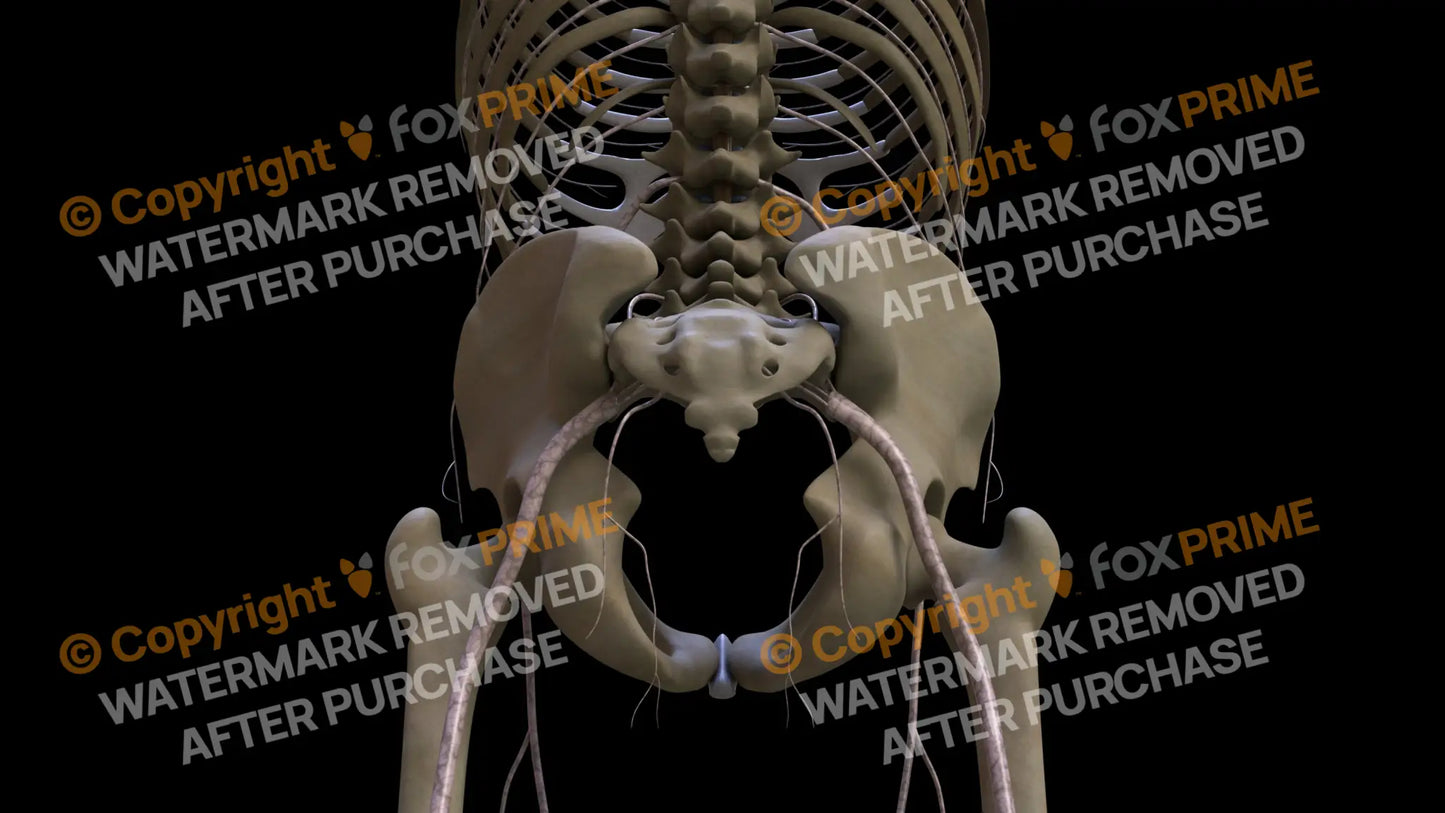 Nervous System Nerves Lumbosacral Plexus Right 18 Still Shot