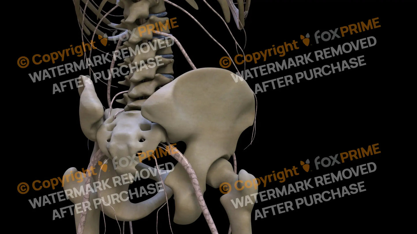 Nervous System Nerves Lumbosacral Plexus Right 2 Still Shot