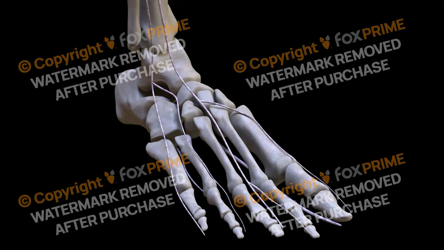 Nervous System Nerves Lumbosacral Plexus Right 20 Still Shot