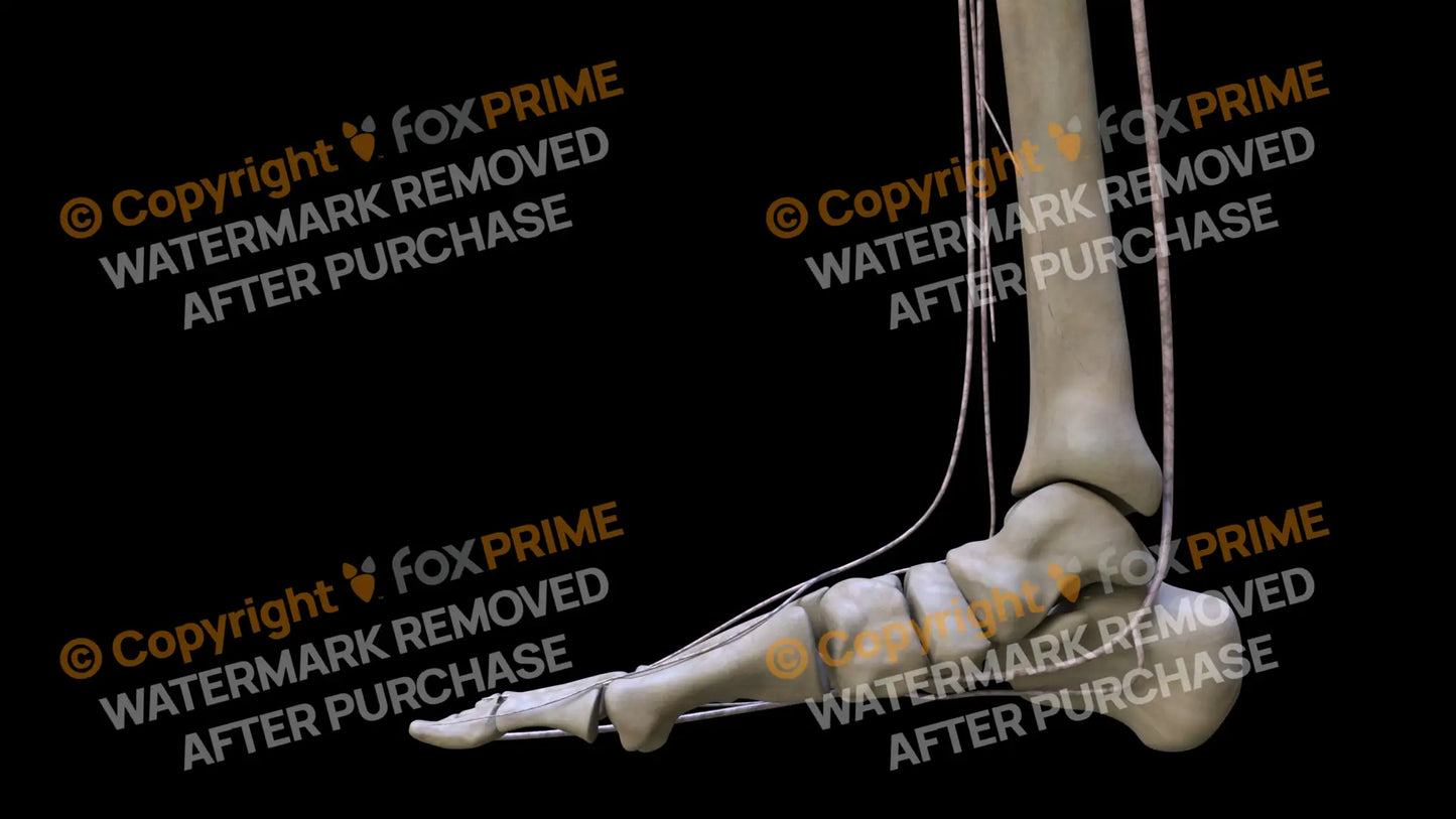 Nervous System Nerves Lumbosacral Plexus Right 22 Still Shot