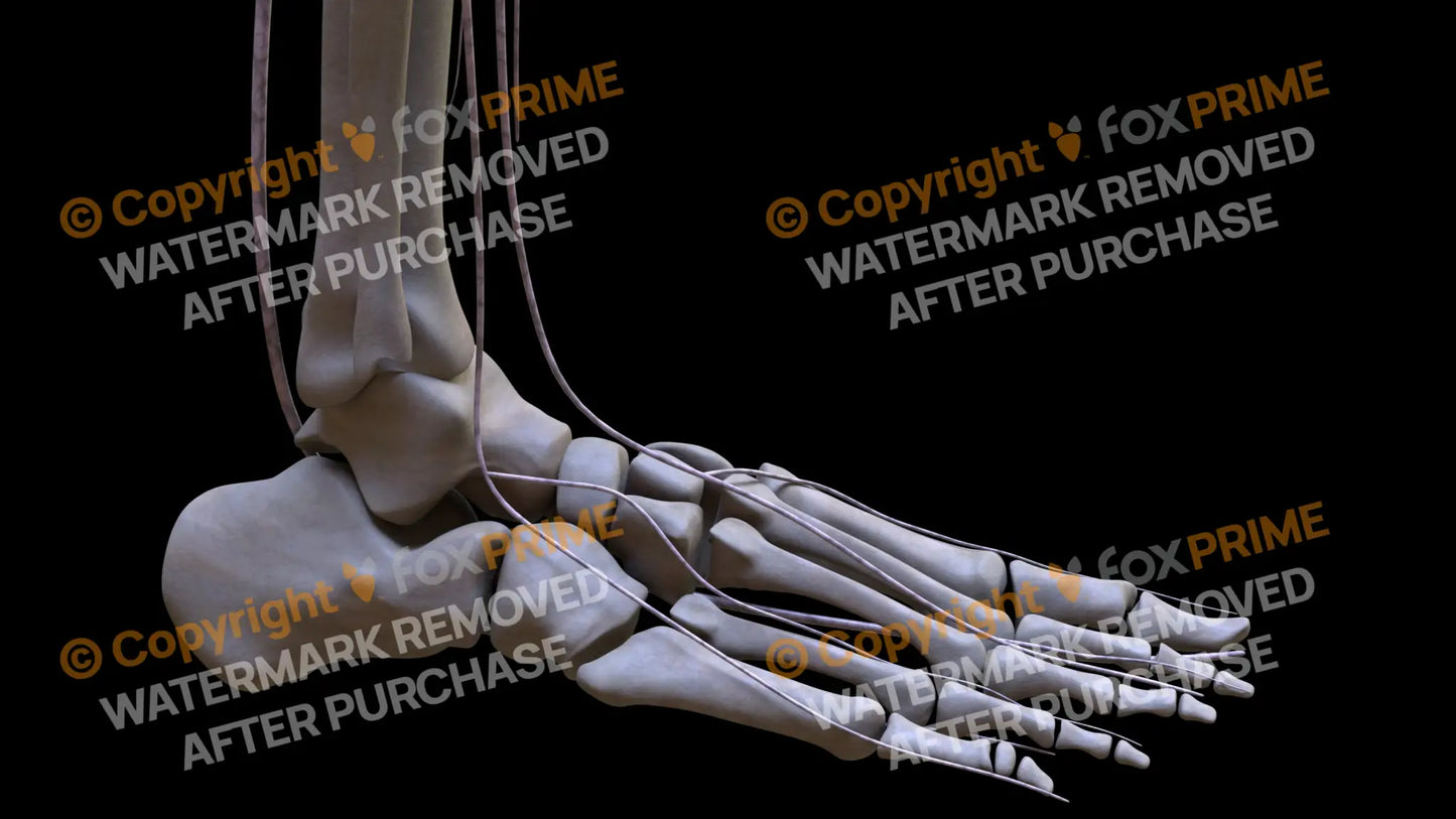 Nervous System Nerves Lumbosacral Plexus Right 23 Still Shot
