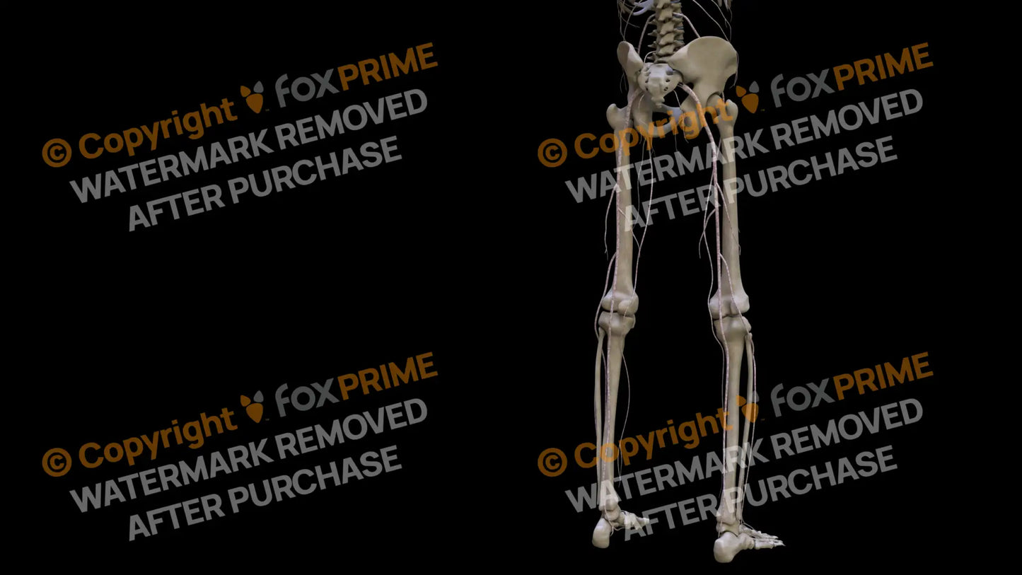 Nervous System Nerves Lumbosacral Plexus Right 24 Still Shot