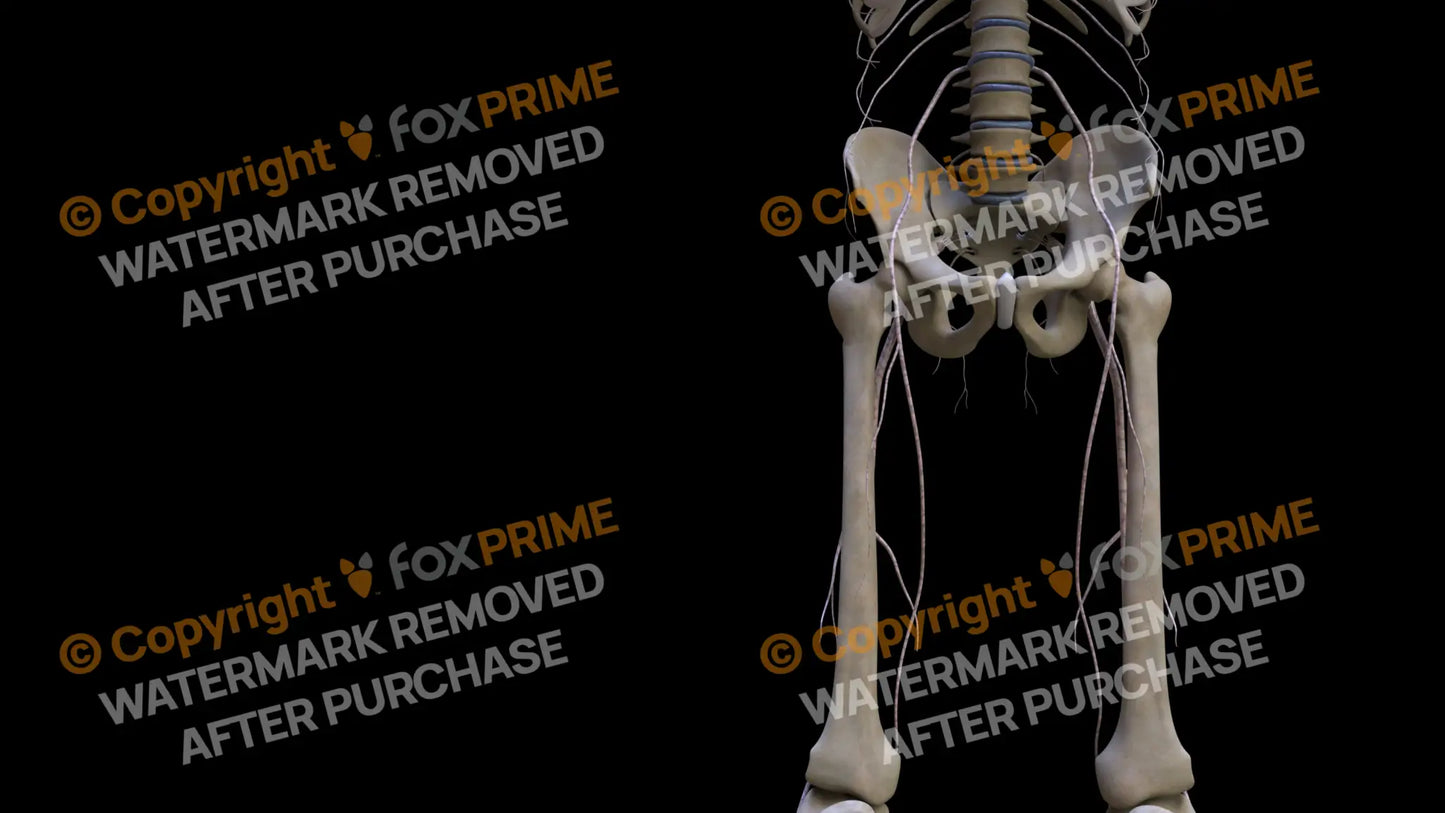 Nervous System Nerves Lumbosacral Plexus Right 25 Still Shot