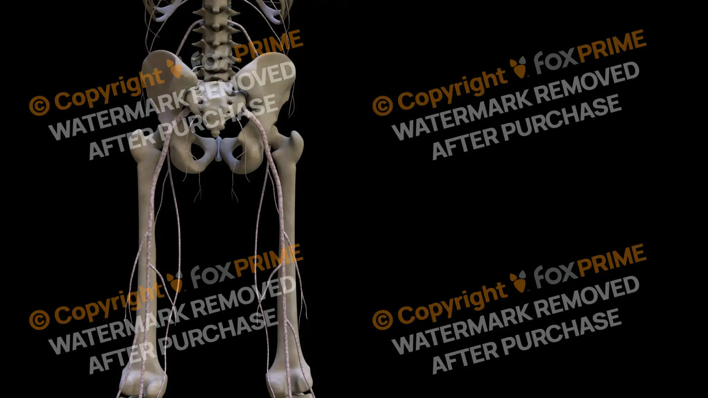 Nervous System Nerves Lumbosacral Plexus Right 26 Still Shot