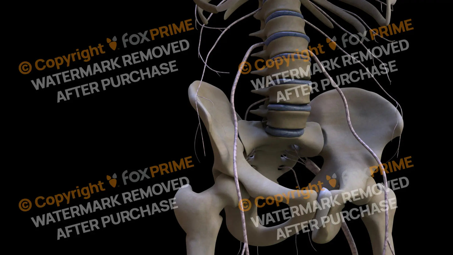 Nervous System Nerves Lumbosacral Plexus Right 3 Still Shot