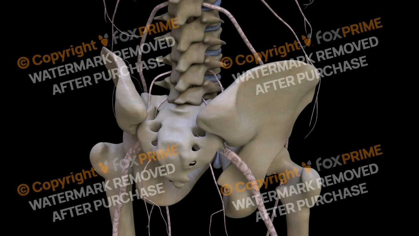 Nervous System Nerves Lumbosacral Plexus Right 4 Still Shot