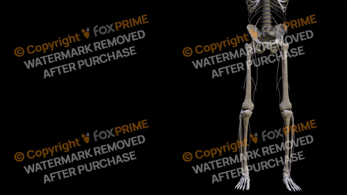 Nervous System Nerves Lumbosacral Plexus Right 7 Still Shot