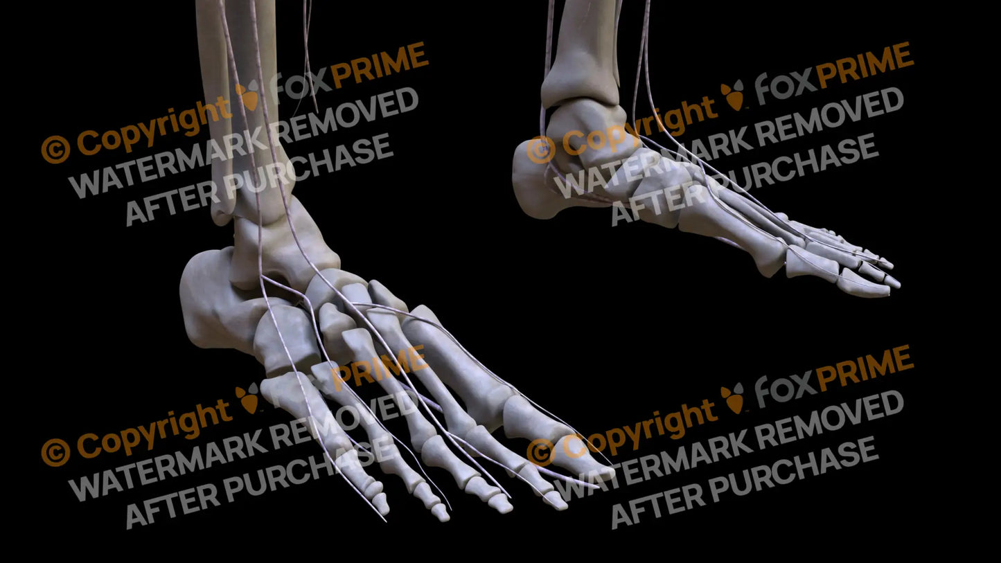 Nervous System Nerves Lumbosacral Plexus Right 9 Still Shot