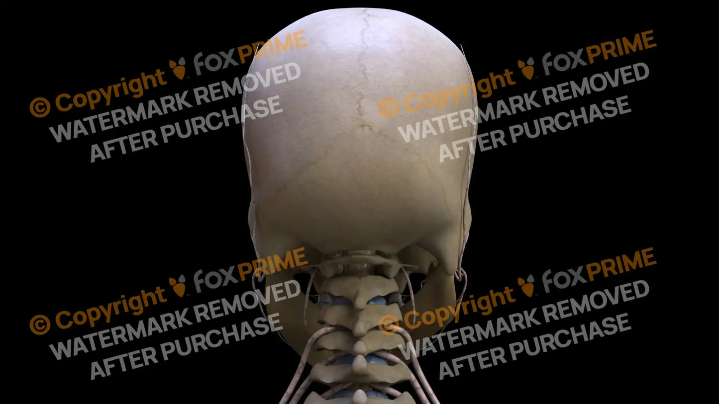 Nervous System Nerves of Cervical Plexus 2 Still Shot