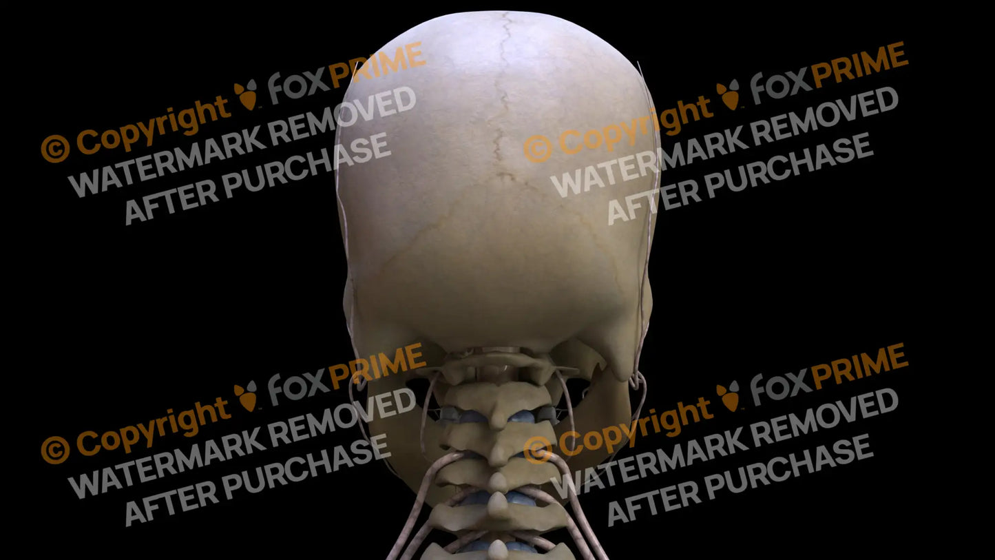 Nervous System Nerves of Cervical Plexus 2 Still Shot