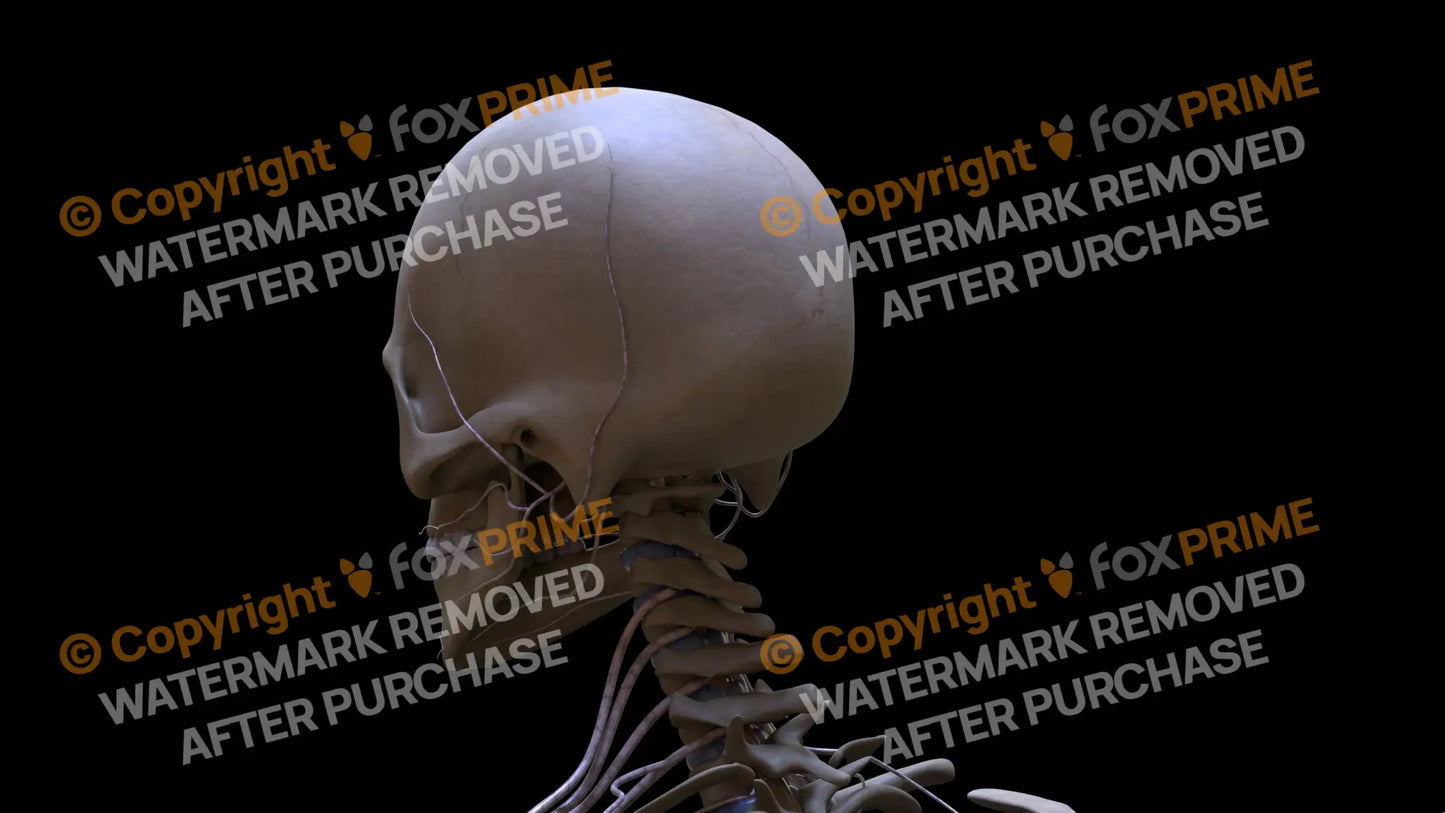 Nervous System Nerves of Cervical Plexus Left 3 Still Shot