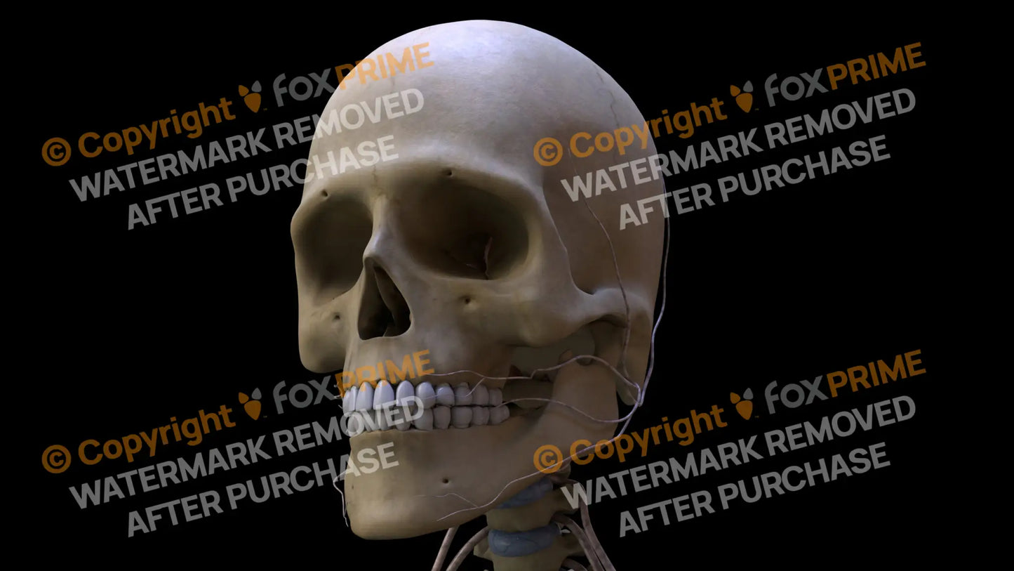 Nervous System Nerves of Cervical Plexus Left 4 Still Shot