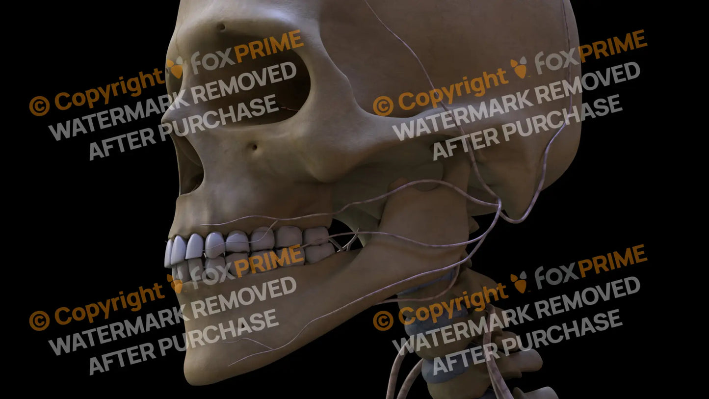 Nervous System Nerves of Cervical Plexus Left 5 Still Shot