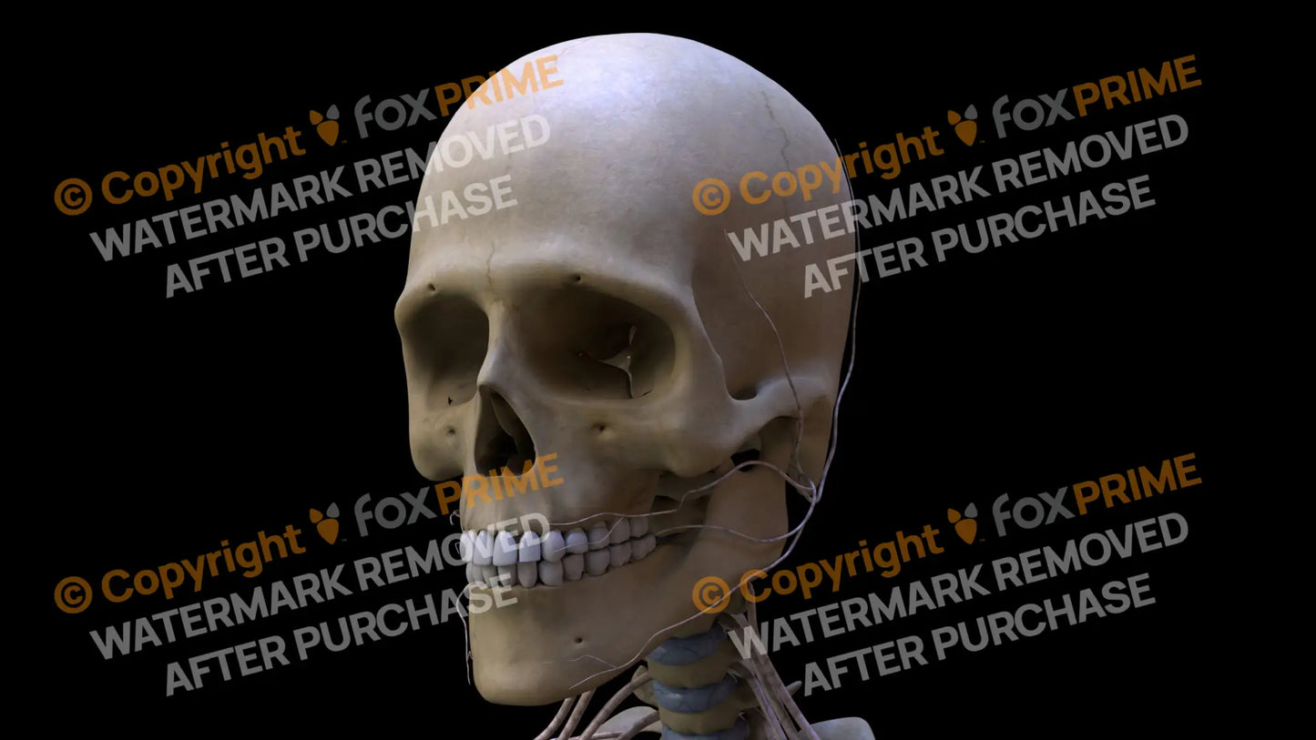 Nervous System Nerves of Cervical Plexus Left Still Shot
