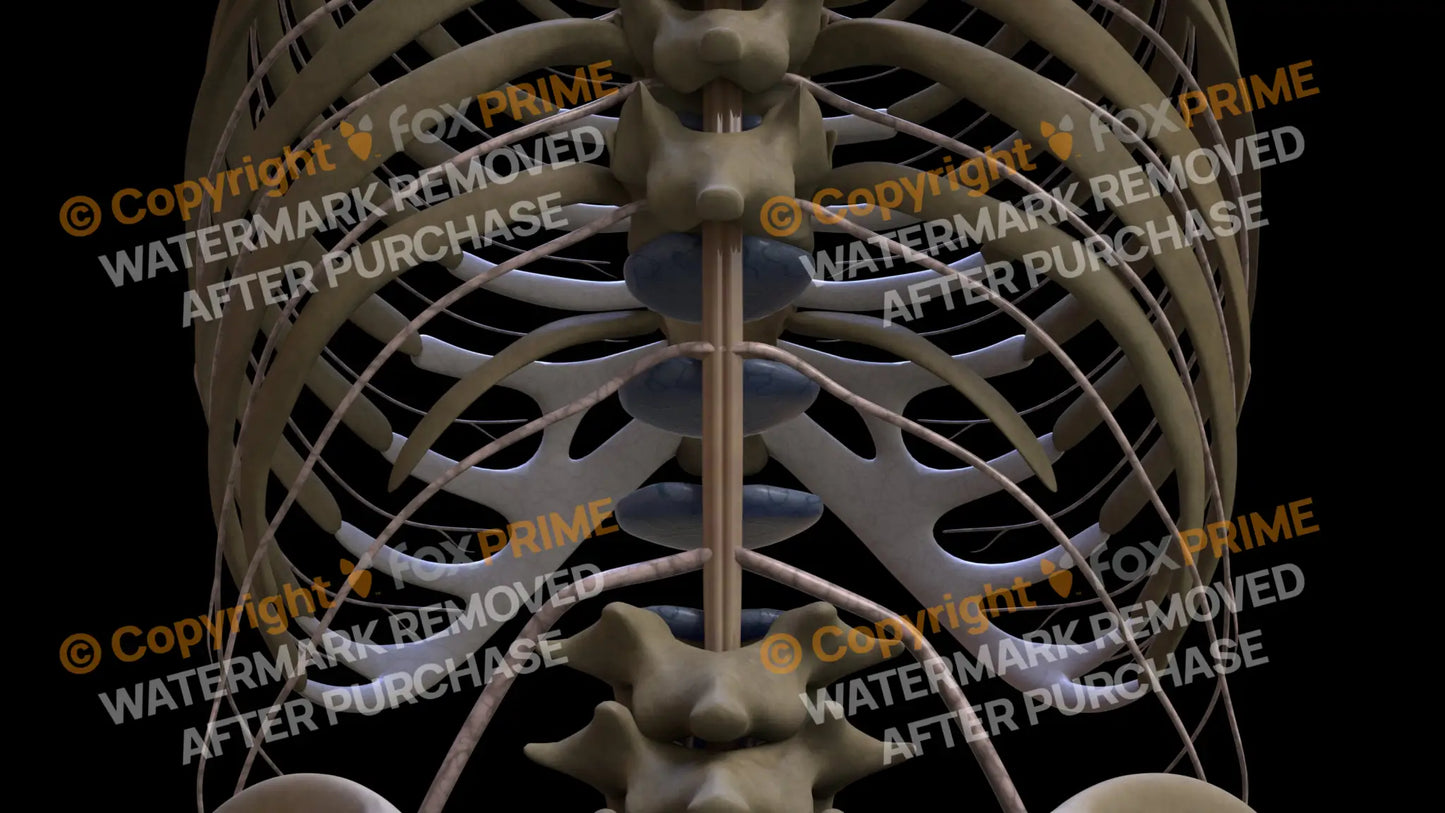 Nervous System Spinal Cord 2 Still Shot