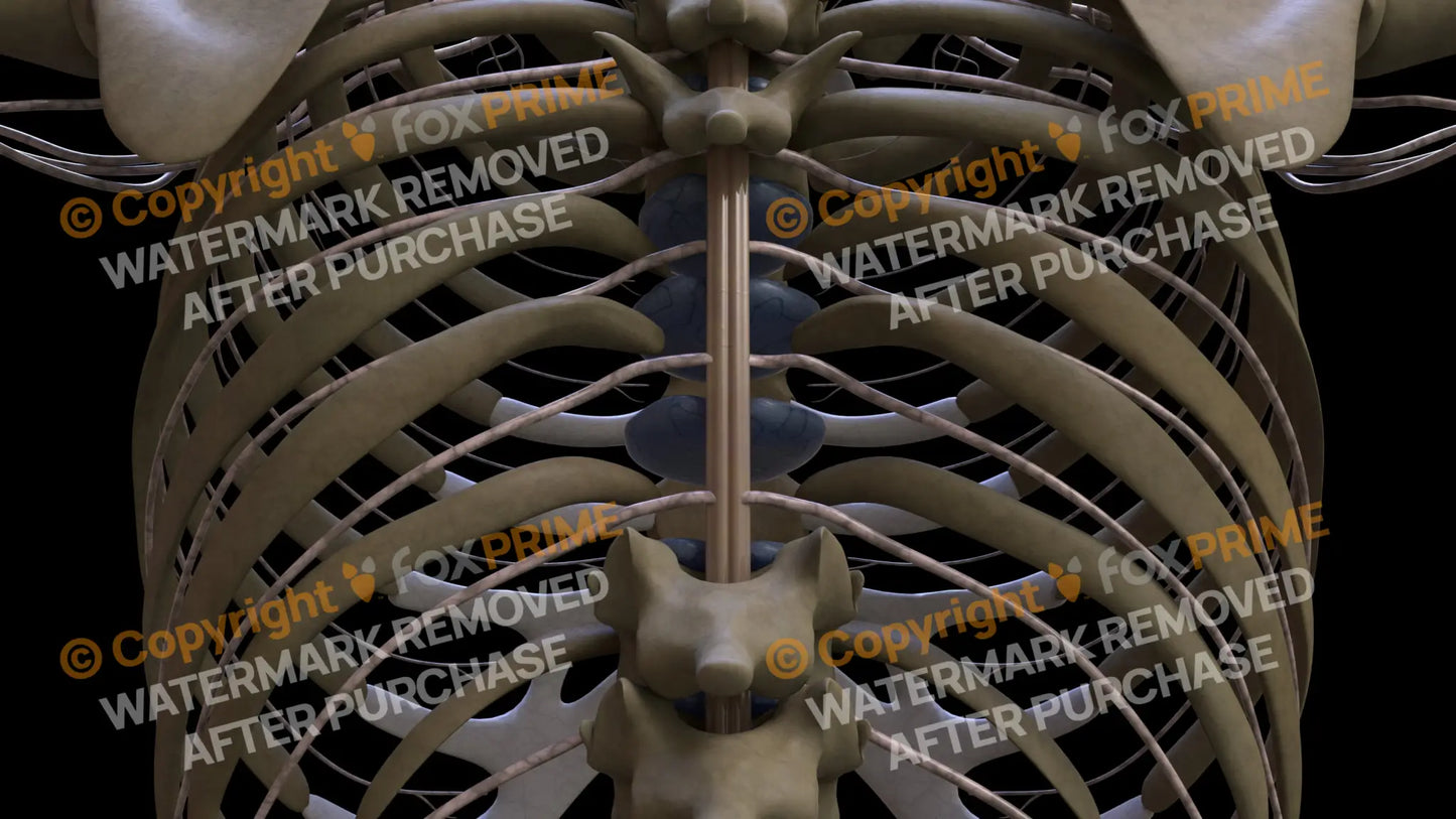 Nervous System Spinal Cord 3 Still Shot