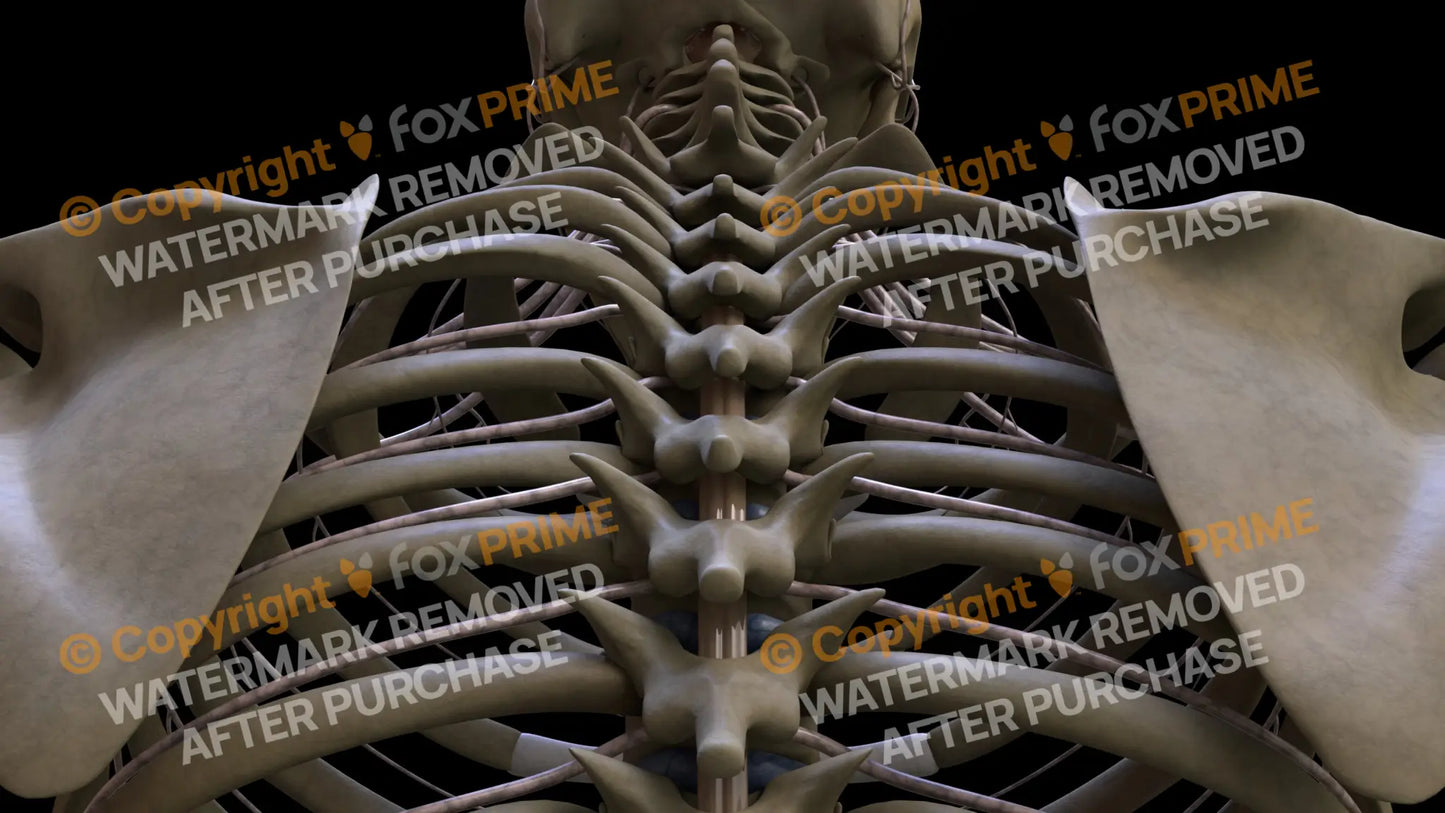 Nervous System Spinal Cord 4 Still Shot