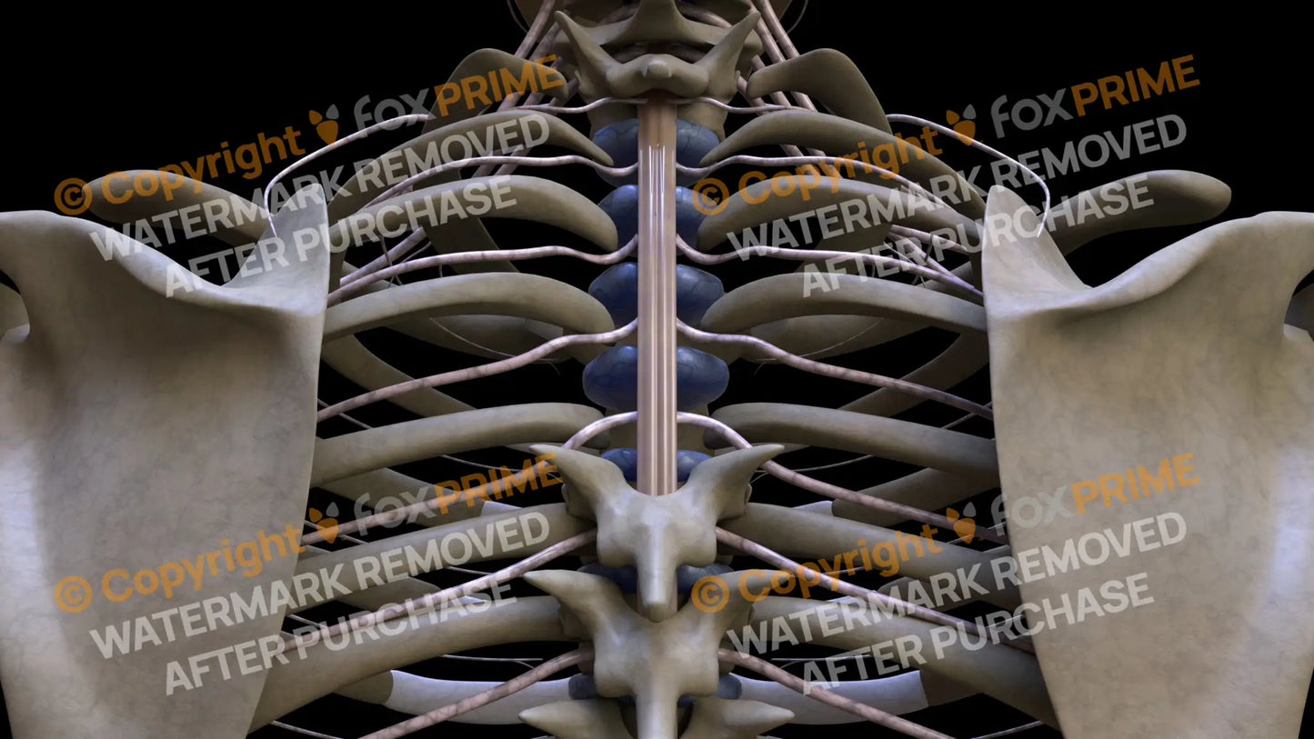 Nervous System Spinal Cord 5 Still Shot