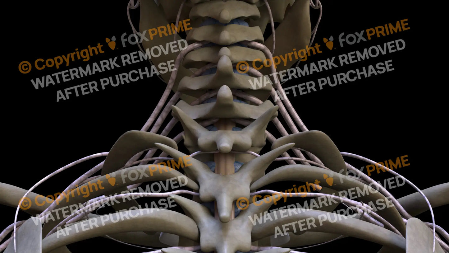 Nervous System Spinal Cord 6 Still Shot