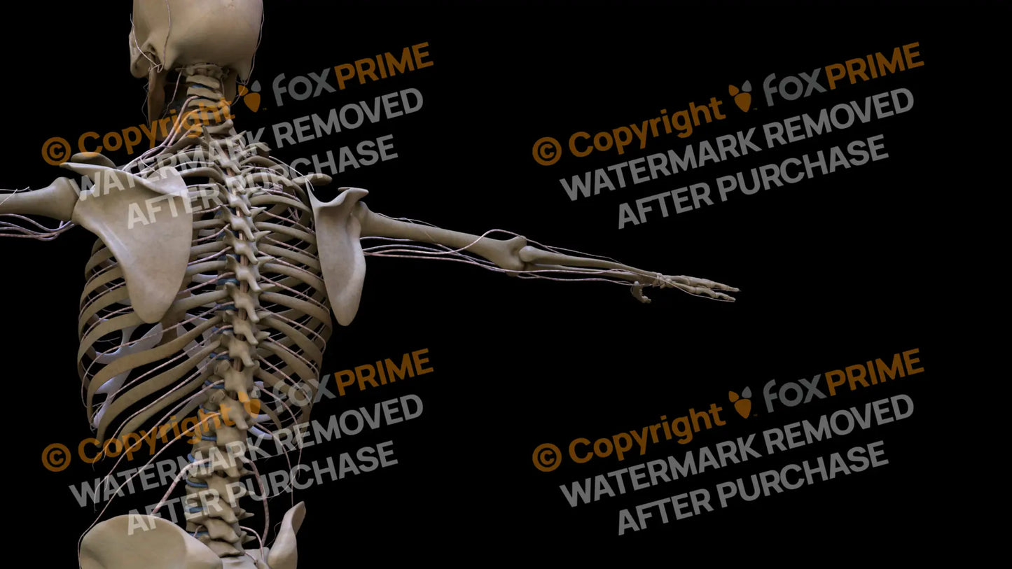 Nervous System Spinal Cord Left 2 Still Shot