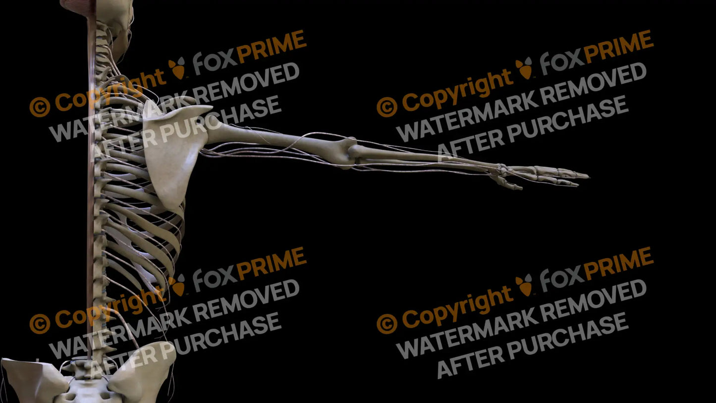 Nervous System Spinal Cord Left 3 Still Shot