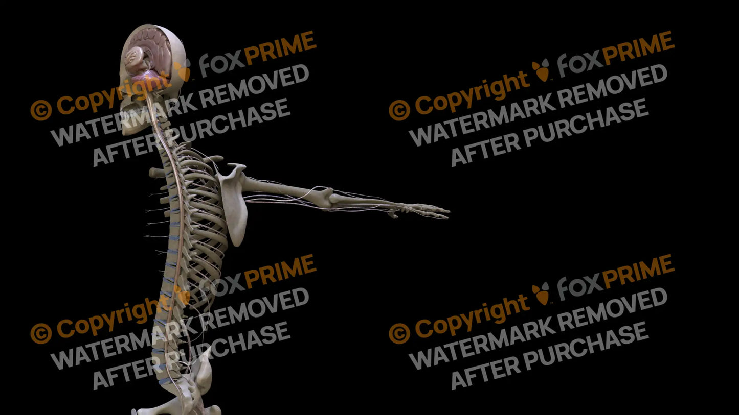 Nervous System Spinal Cord Left Still Shot