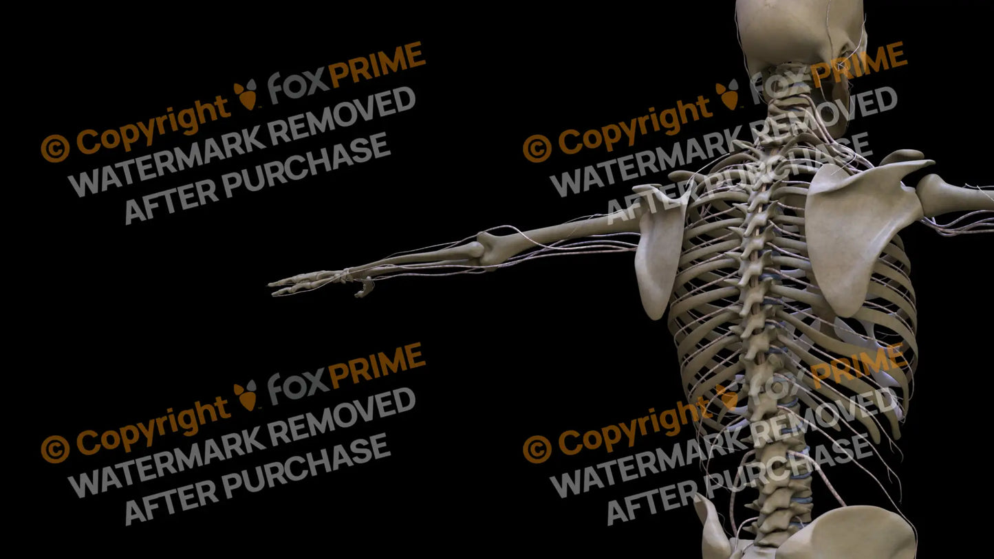 Nervous System Spinal Cord Right 2 Still Shot