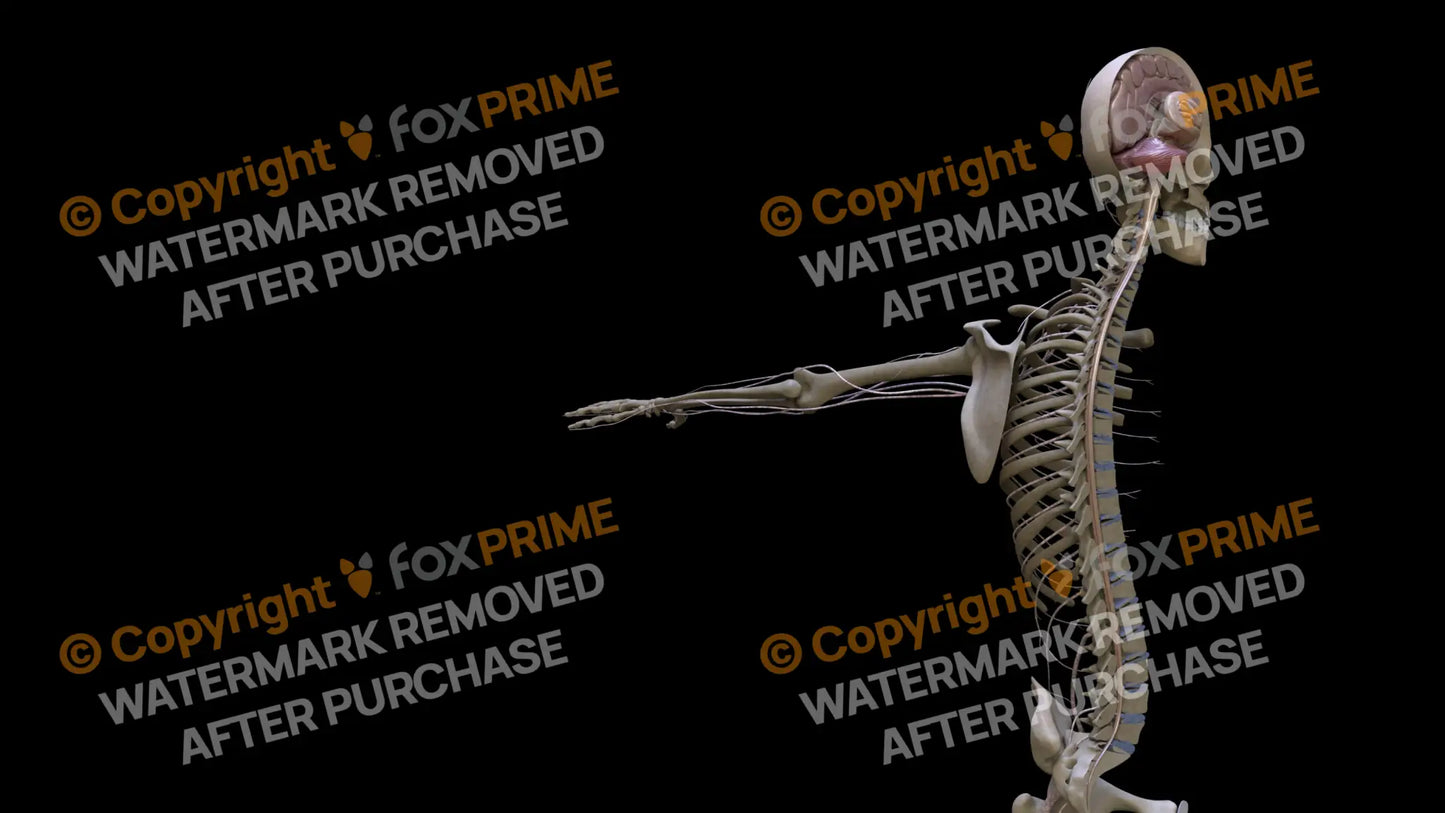 Nervous System Spinal Cord Right Still Shot