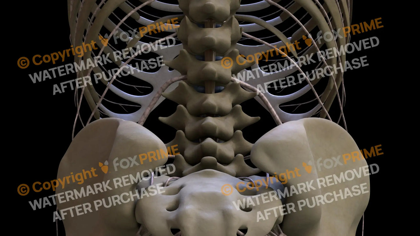 Nervous System Spinal Cord Still Shot