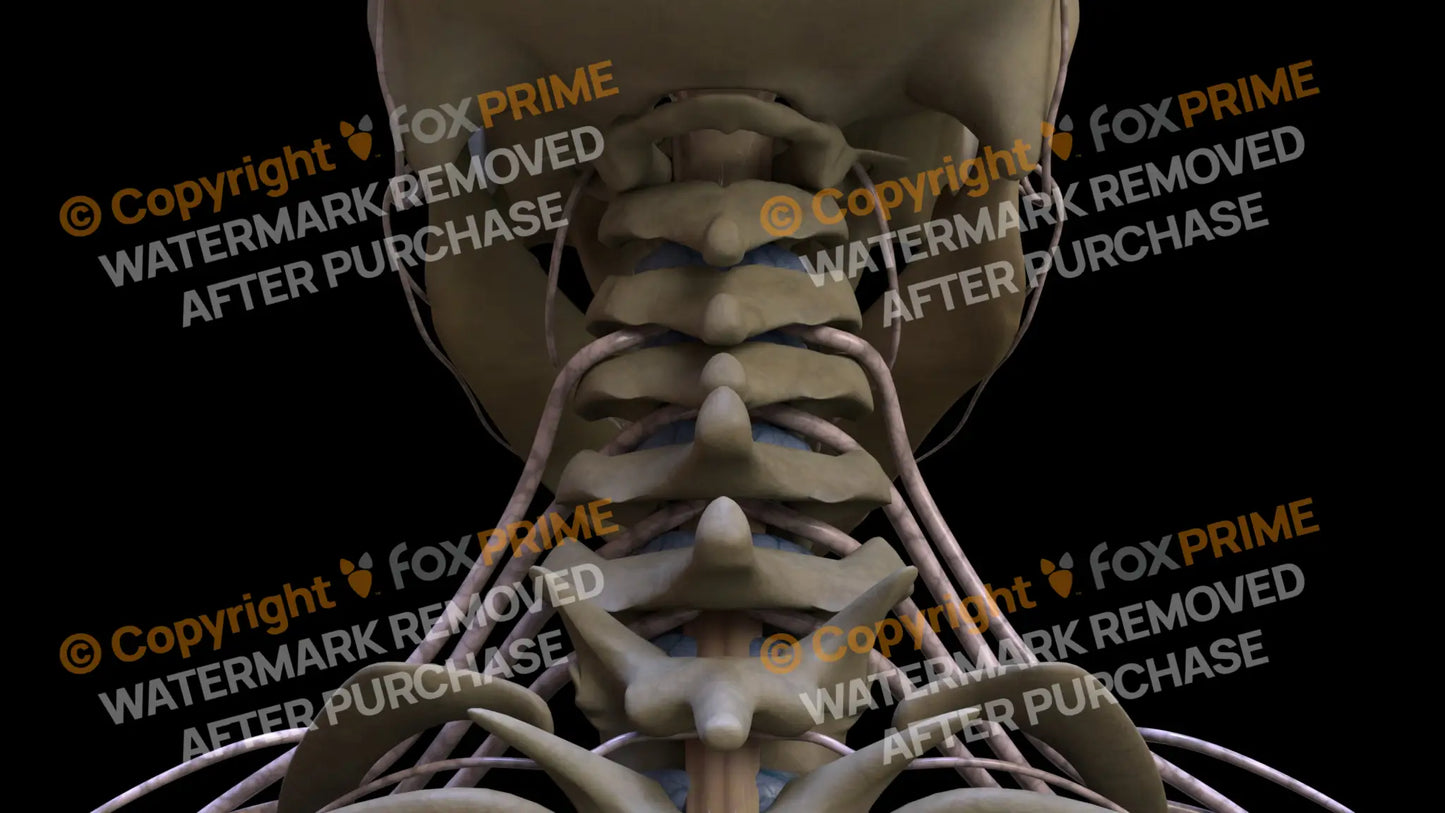 Nervous System Spinal Nerves 2 Still Shot