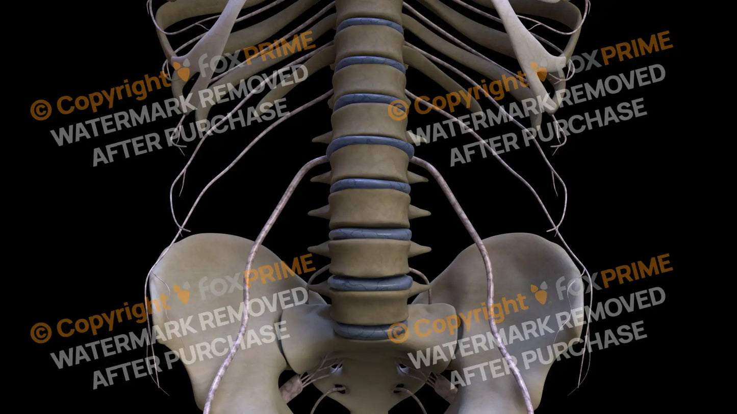 Nervous System Subcostal Nerve 1 Still Shot