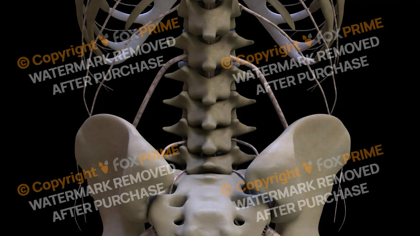 Nervous System Subcostal Nerve 2 Still Shot